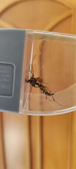 What insect is this? Looks like a giant mosquito