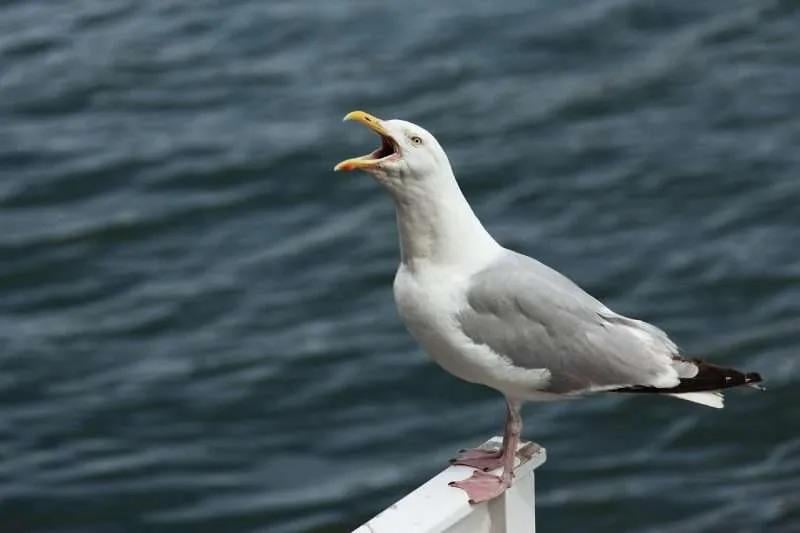 Has anyone ever seen a seagull in a tree ? Why don’t they go on trees like other birds