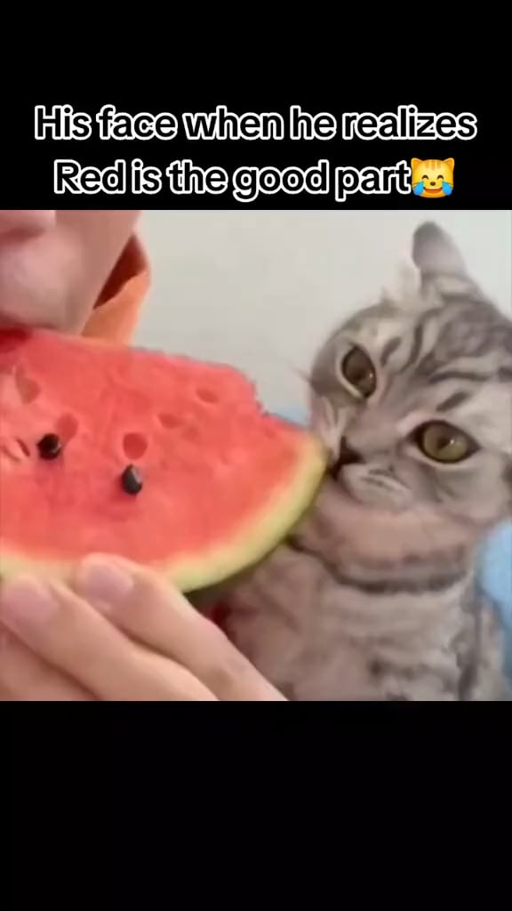 Wenn Meine katze weist; dass Rot der leckere Teil ist