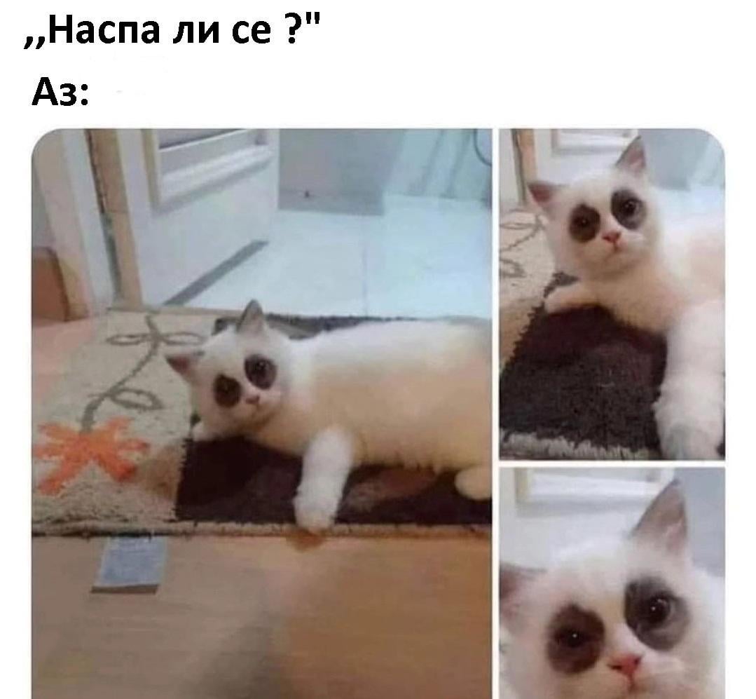 Добро утро ! Наспахте ли се ?