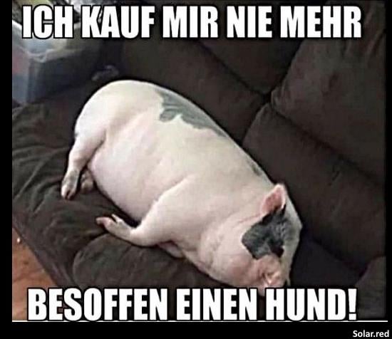 Hund kaufen ...