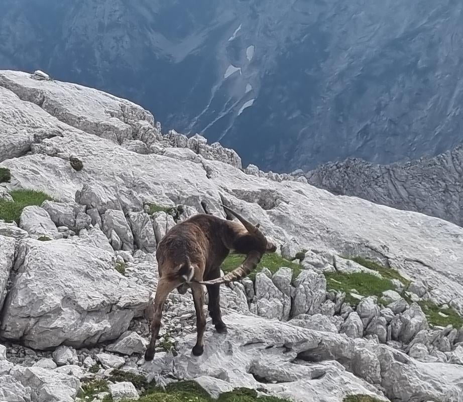 Končno vemo, zakaj rabijo tako velike rogove