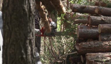 El comú d'Ordino amplia el pla de gestió forestal per prevenir incendis i millorar la salut dels boscos