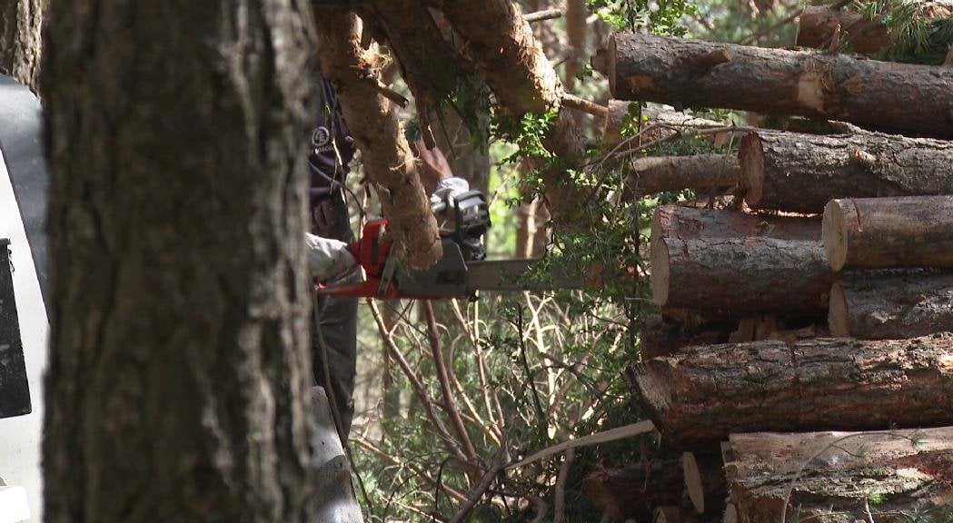 El comú d'Ordino amplia el pla de gestió forestal per prevenir incendis i millorar la salut dels boscos