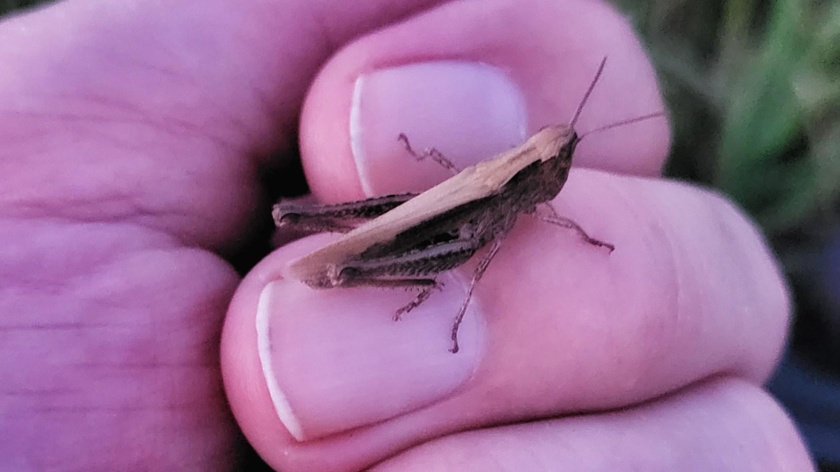 Eine Grille besuchte mich abends auf der Wiese 🦗