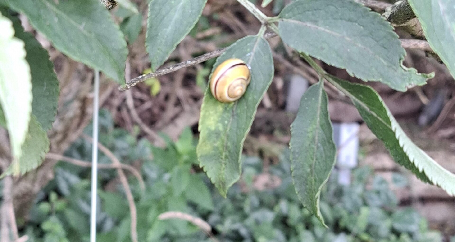 Chilllende Schnecke