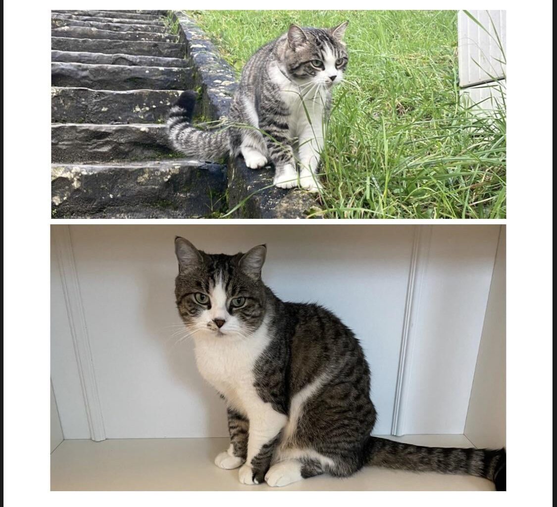 Missing cat near Grund, Luxembourg