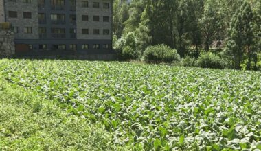 El 65% del tabac, malmès per la pedregada del 2 d'agost