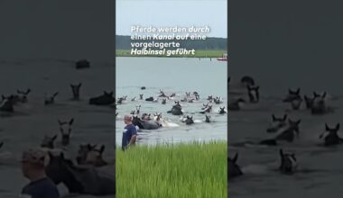 USA: Wildes Wildpferde-Schwimmen! Die Ponys von Chincoteague feiern Jubiläum #shorts