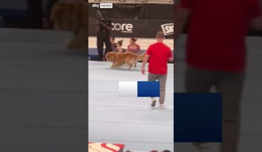 US Gymnastics' dog 'tries out' for the Olympics