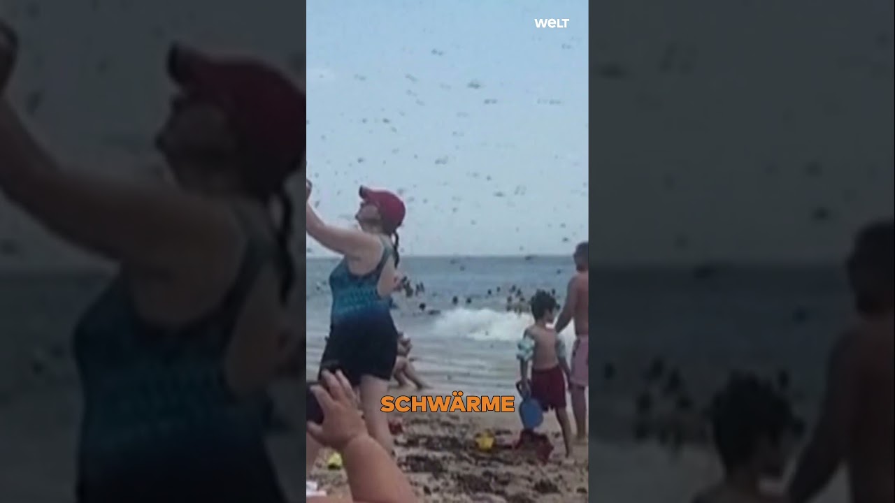 LIBELLEN-ALARM: OMG! Hunderttausende Insekten vertreiben Urlauber vom Strand in Rhode Island #shorts