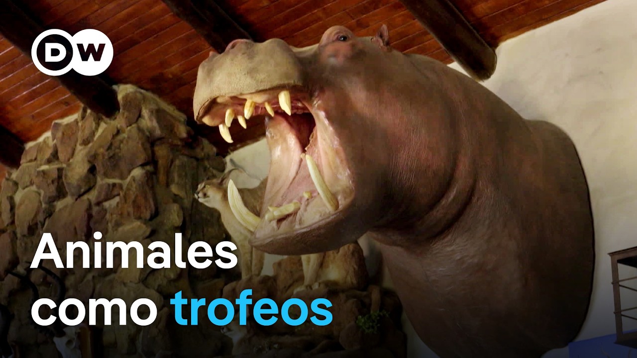 Caza de trofeos - ¿Pasatiempo cruel o conservación de especies? | DW Documental
