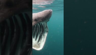 Moment 6-foot-long basking shark is spotted near shore