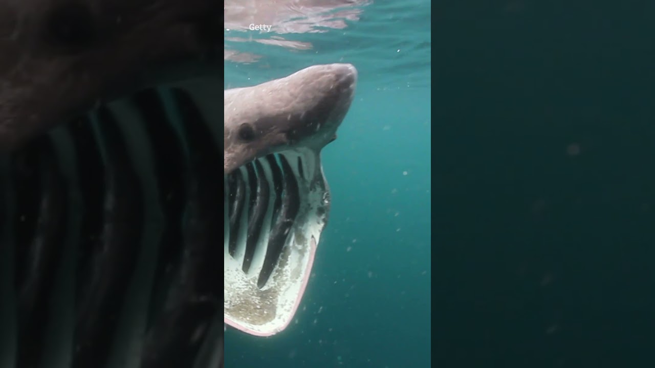 Moment 6-foot-long basking shark is spotted near shore