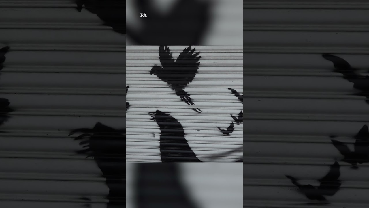 Banksy unveils ninth artwork at London Zoo