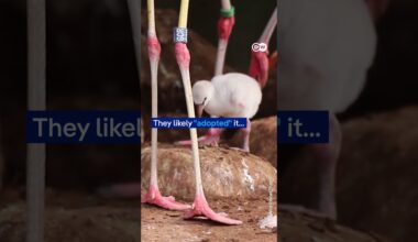 Same-sex flamingo couple successfully hatch an egg together at a UK zoo | DW News