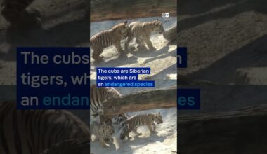 Four Siberian tiger cubs step outside for the first time at Münster’s Allwetterzoo | DW News