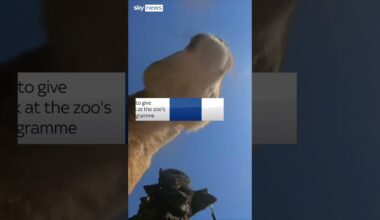 Lions steal hidden camera at Oregon Zoo