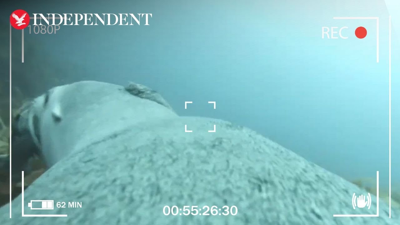 Sea lions carry cameras to help scientists map ocean floor for first time