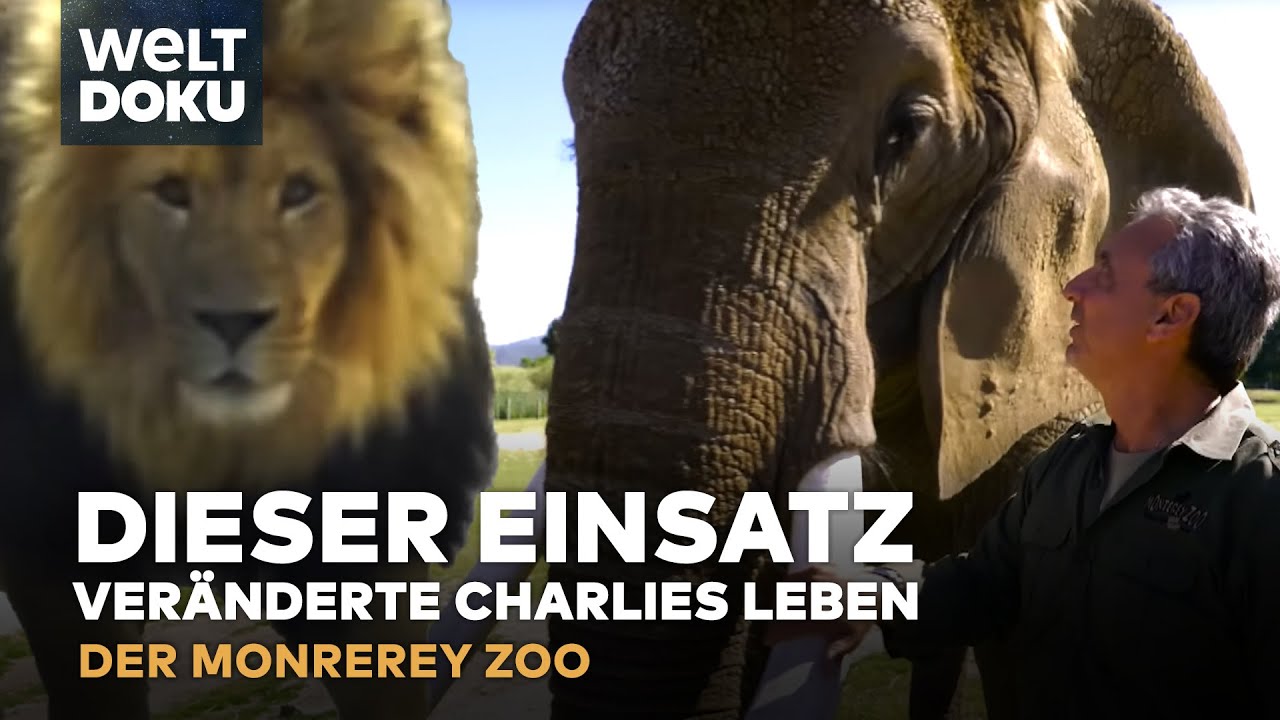 WILDE HAUSTIERE: Die Geschichte des Monterey Zoo und exotische Watussi Rinder |DOKU NICHT STREICHELN