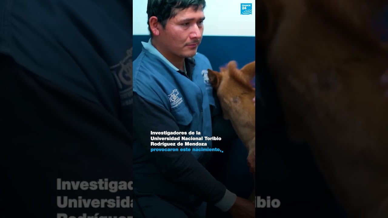 1/2 ▶️   Perú: se logró la clonación del primer caballo de paso