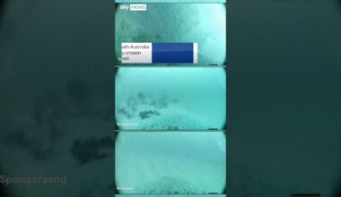 Sea lion cam reveals seabed