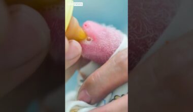 Giant panda twins born in theme park