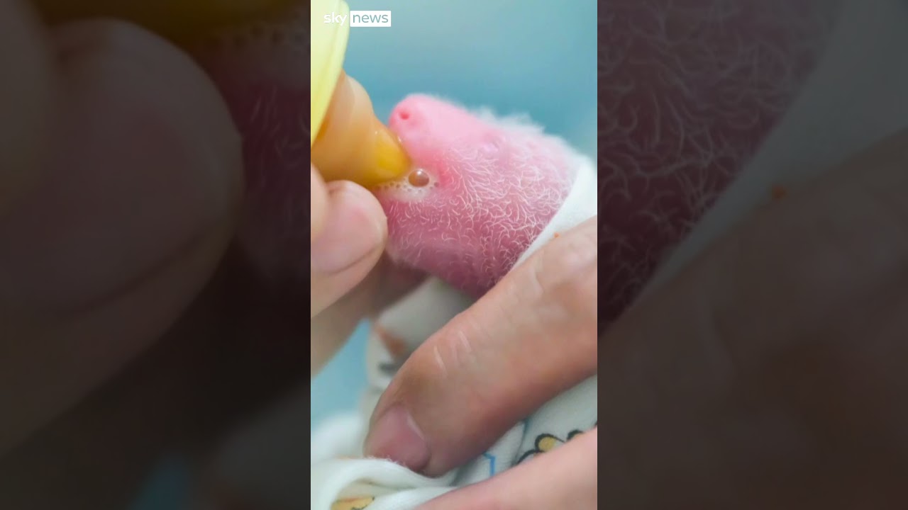 Giant panda twins born in theme park