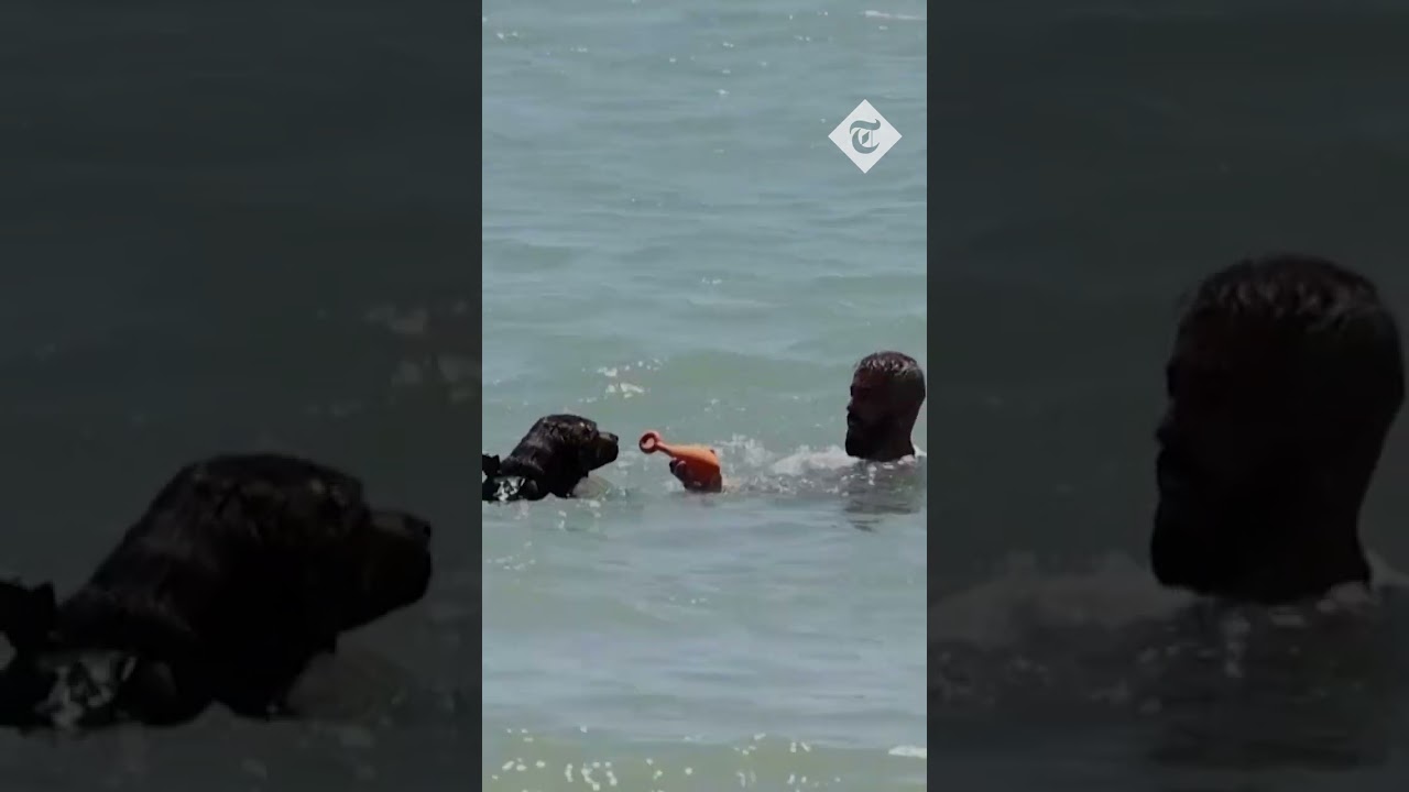 Doggy lifeguards deployed on Spanish beach