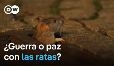 Impopular y desconocida: la rata de ciudad | DW Documental