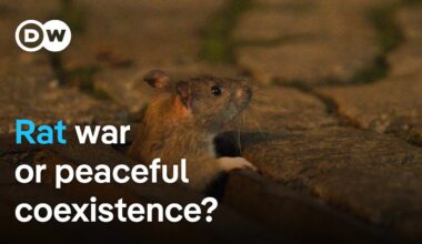 Urban rats - The unknown residents of the underworld | DW Documentary