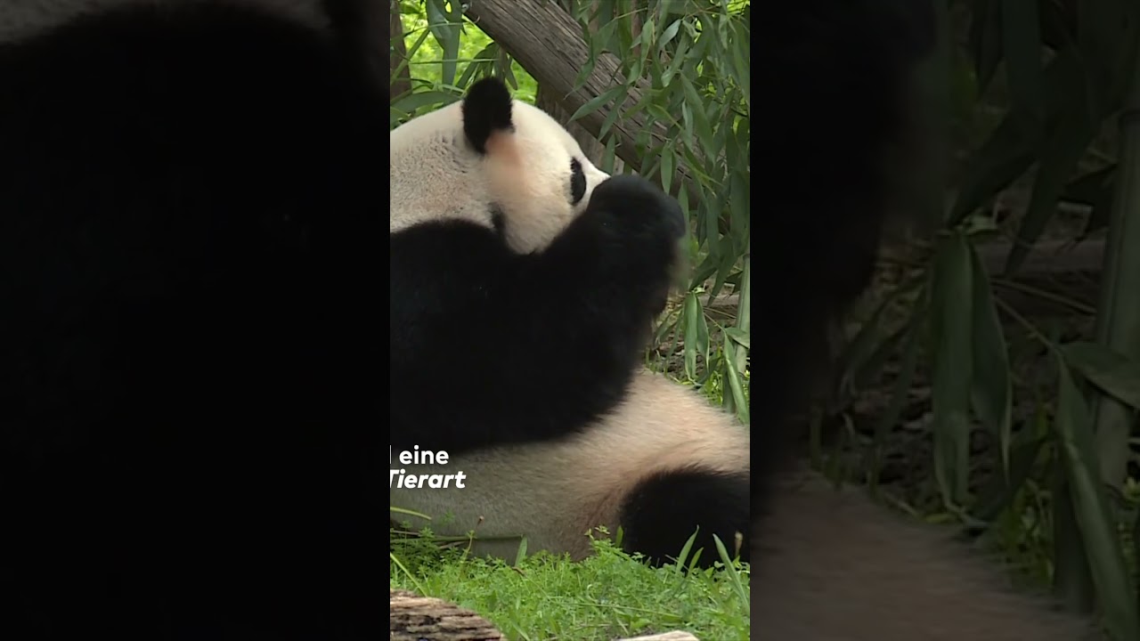 PANDAS ALS DIPLOMATEN: Pandamama Meng Meng hat Zwillinge! - China beansprucht Berliner Nachwuchs