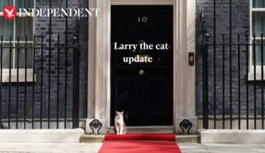 Downing Street prepares plan for announcing death of Larry the cat