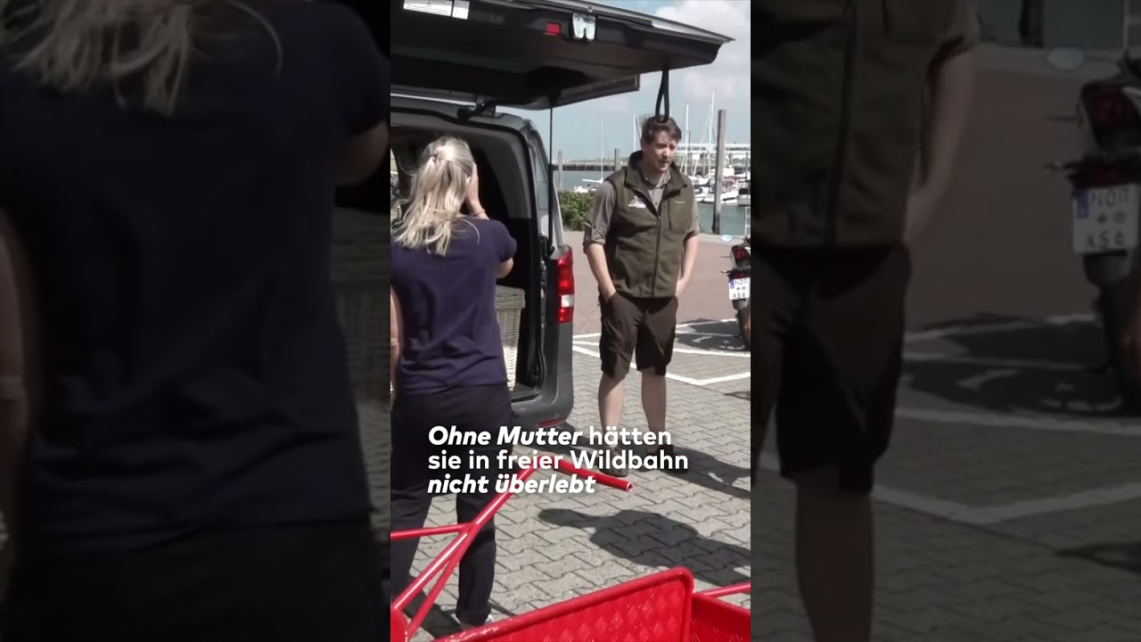 NORDSEE: Gerettet und frei! Dramatische Rückkehr der Seehunde! I WELT #shorts