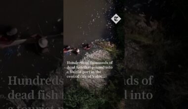 Thousands of dead fish blanket stream in Greece