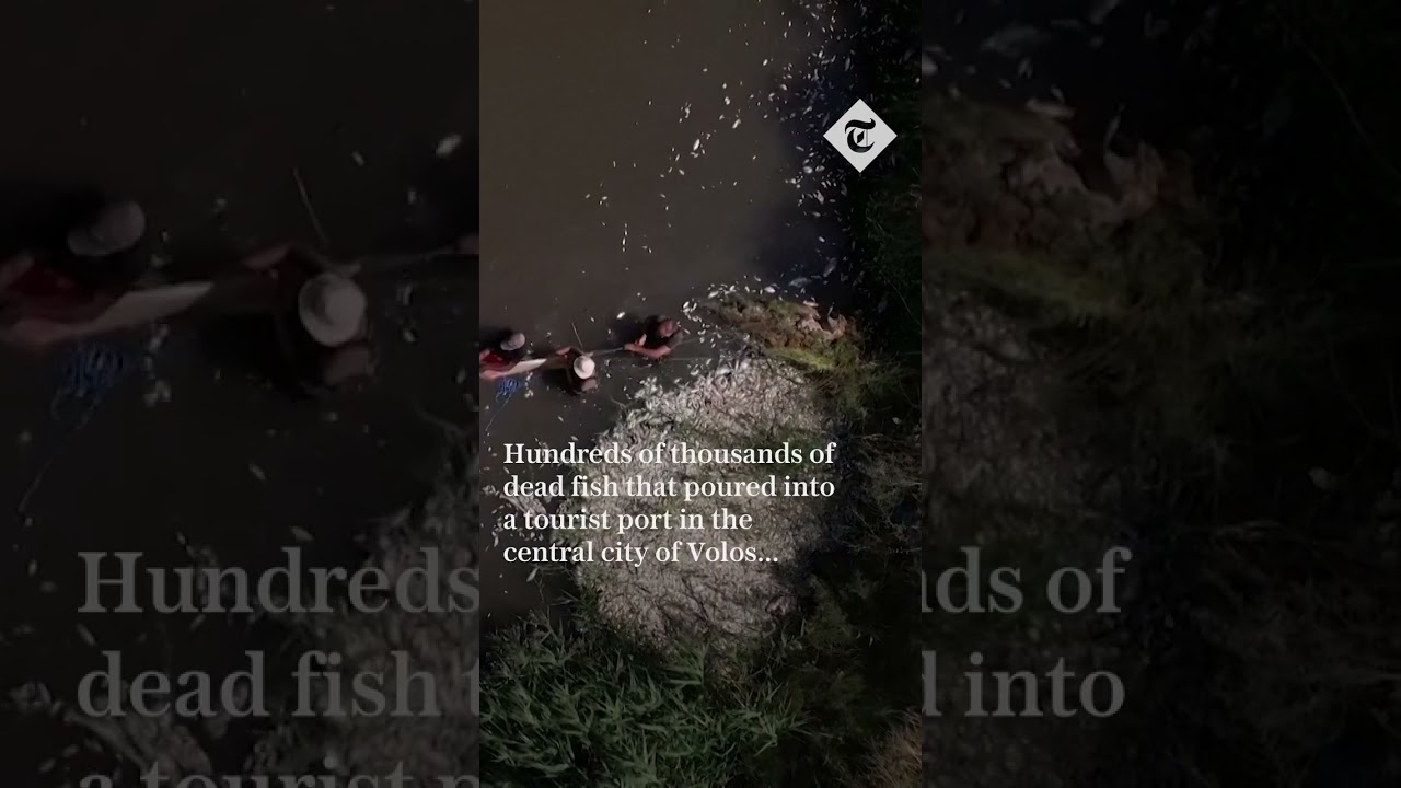 Thousands of dead fish blanket stream in Greece
