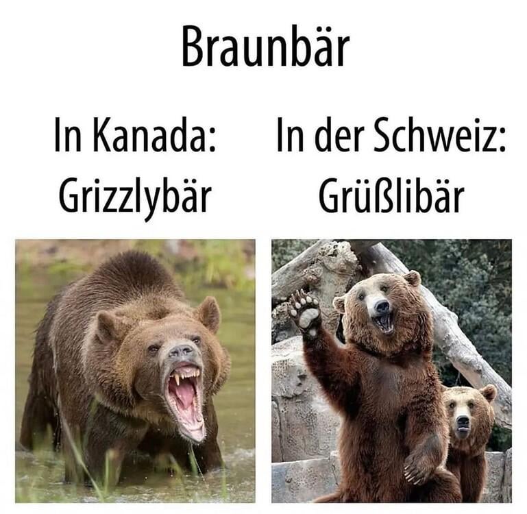 Kenne dein bär