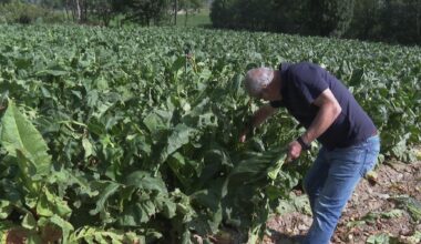 Collita de tabac salvada tot i la pedregada