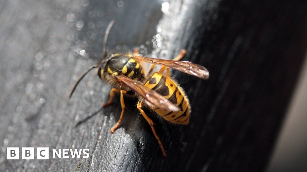 Wasp exterminator wonders "where have all the wasps gone"?