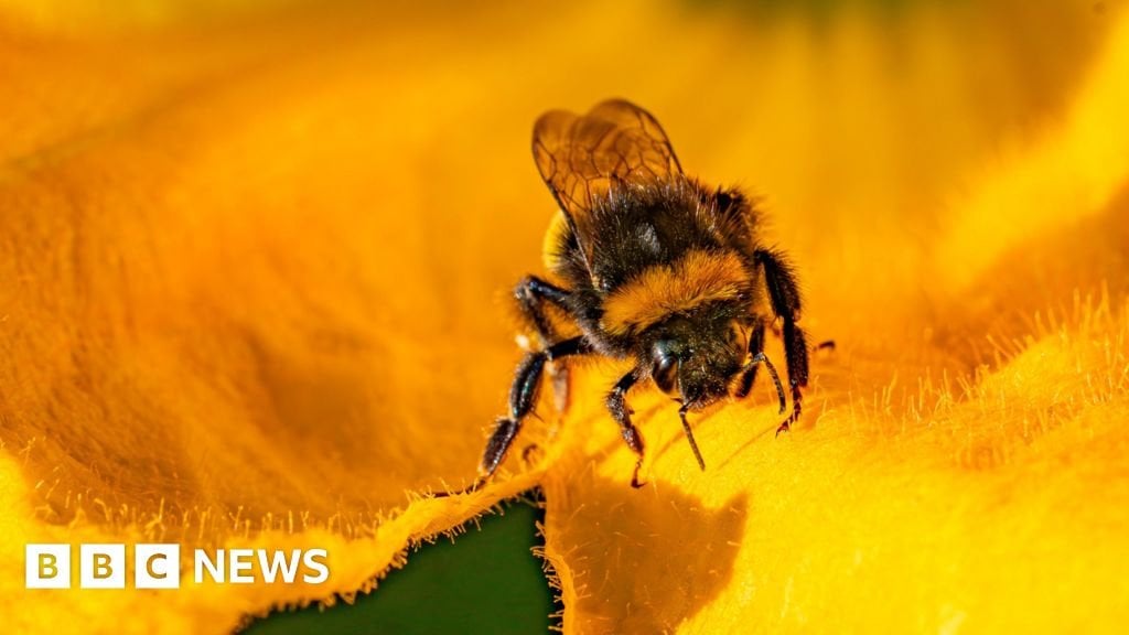 Something has gone wrong for insects