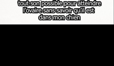 Désolé médor….