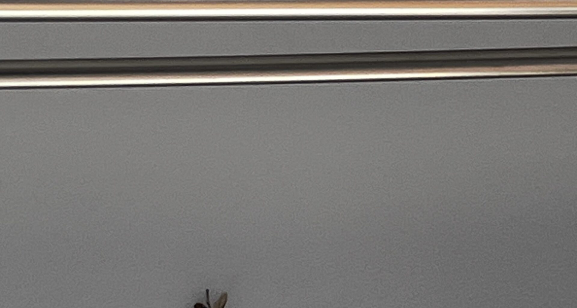 Herilase pesa akna kohal. Mida teha?