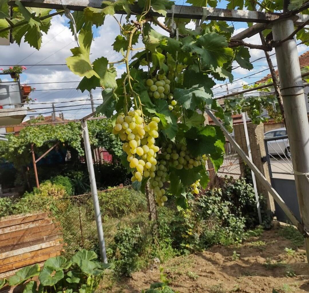 Help! Searching for my cousin near Razgrad