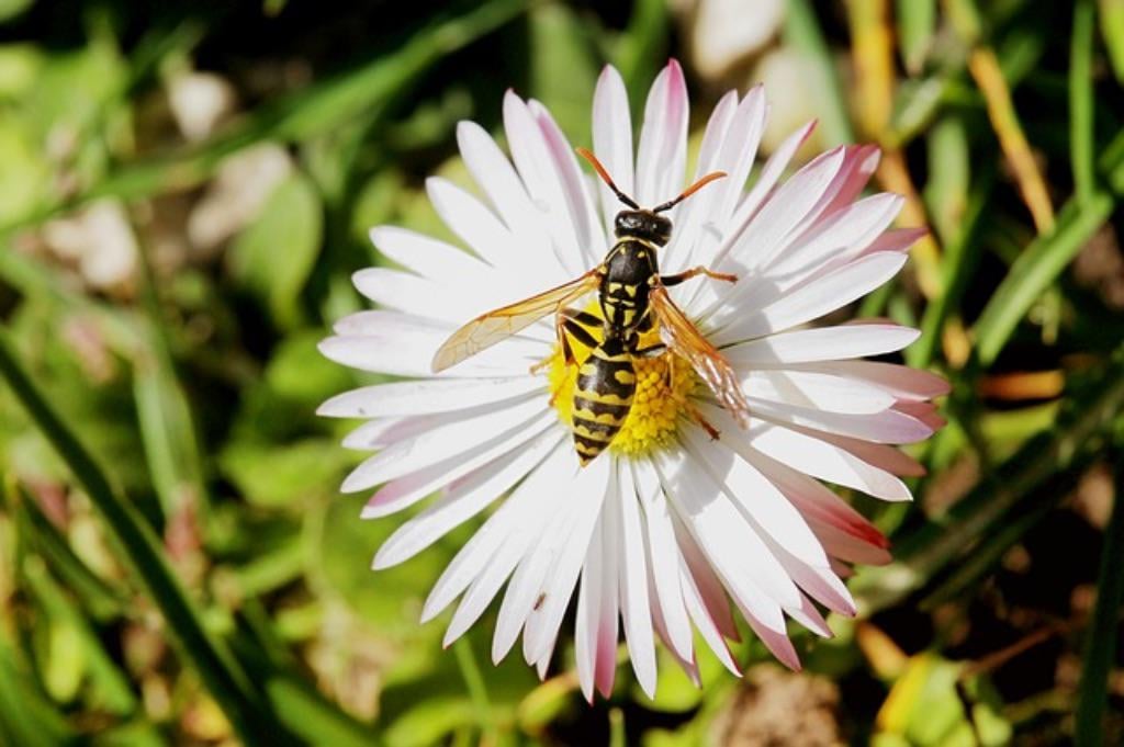 Wasp bites at the lake