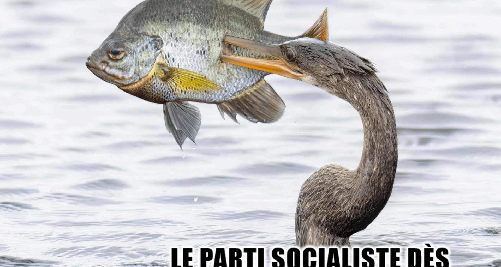 Keuwa ? Kouïje ? Kentenje ? Le PS ne soutient pas la procédure de destitution du président initiée par LFI ? (J'ai pris ça, mais demain il y aura autre chose...)