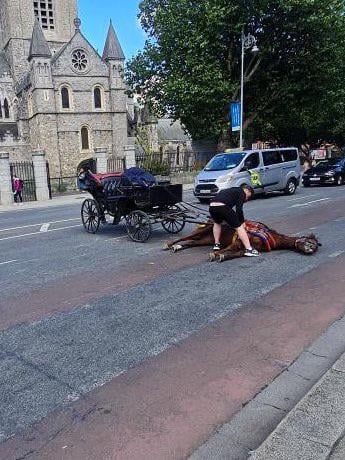 Collapsed horse, seen in Dublin on Saturday near Christ Church