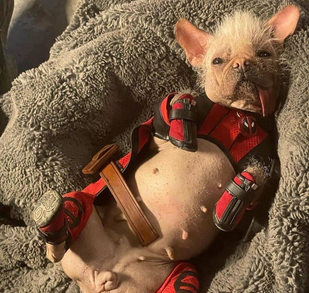 Peggy - Britain’s ugliest dog