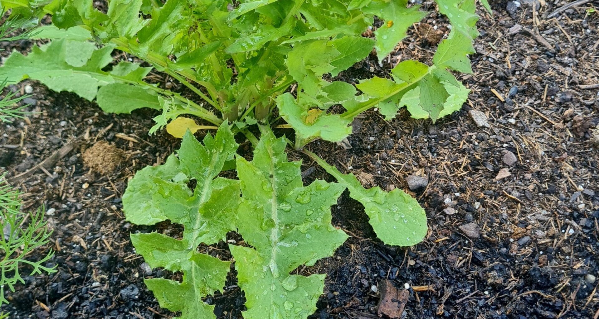 Ist das Unkraut oder Salat