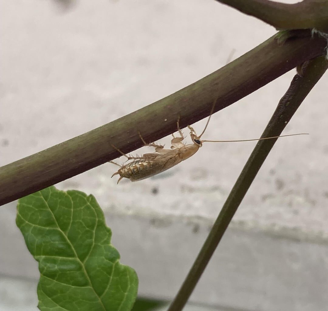 Sind das Kakerlaken ?