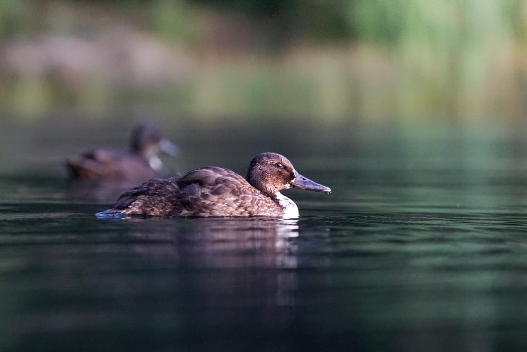 Ente Ente Ente Ente Ente